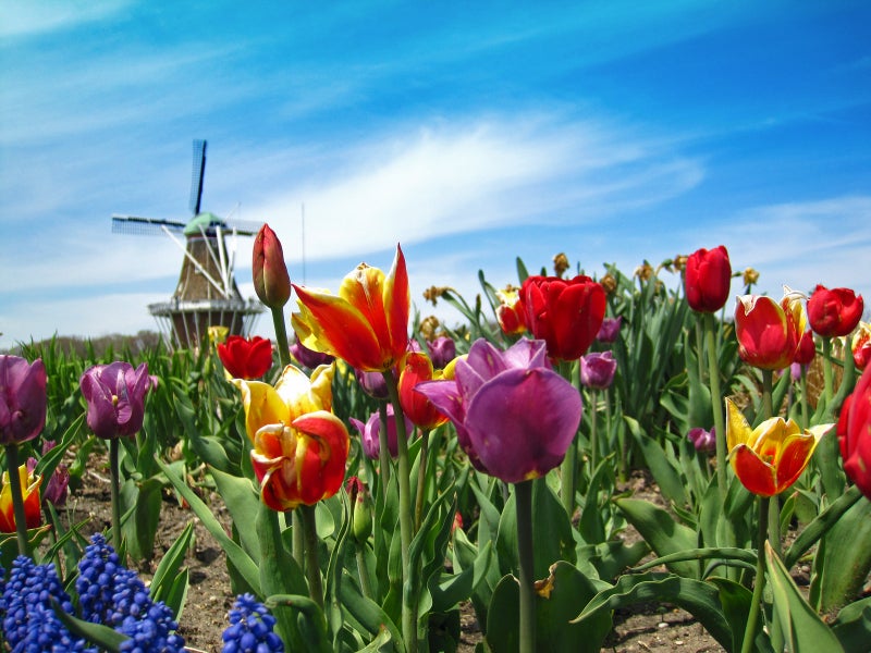 Holland MI Real Estate Holland Michigan Homes for Sale